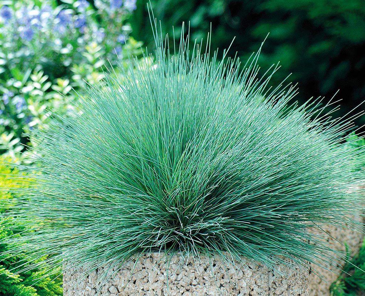 Голубая трава. Овсяница фестука сизая. Овсяница сизая (Festuca glauca). Булавоносец седоватый спайки Блю. Овсяница сизая Varna.